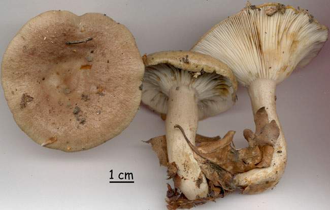 Lactarius blennius